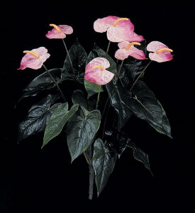 P-3263 22.5 inches Tropical Anthurium Bush-Pink
