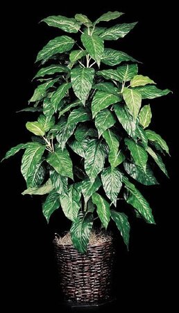 4 feet Faux Life Like Chinese Evergreen House Plant