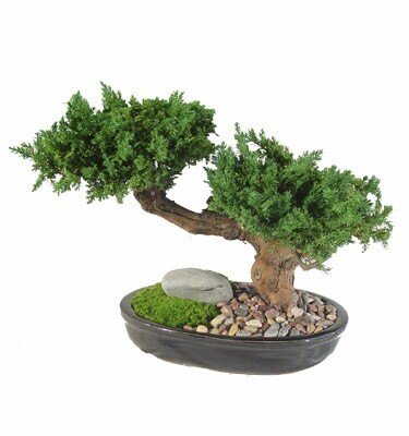 Preserved Monterey Bonsai in 20 inches & 30 inches Heights