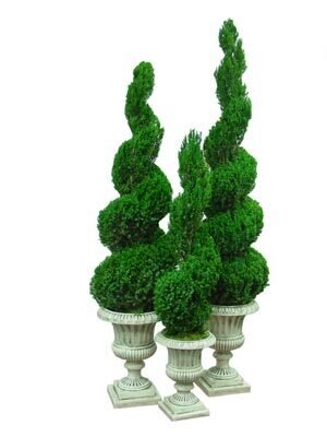 Preserved Spiral Topiary