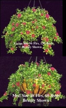 EF-422 24 inches *28 inches Outdoor UV Rated Hanging Azalea Bush With 22 inches & Chain Basket (Beauty,Cream or Pink)