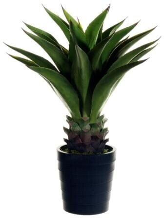 EF-853  	32 inches Agave Attenuata Plant w/25 Lvs. in Black Plastic Pot Green INDOOR/OUTDOOR