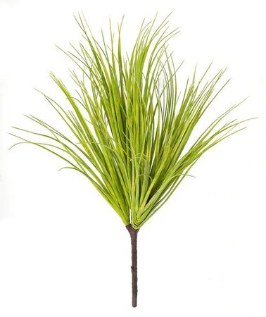 26 inches Outdoor Liriope Onion Grass  - Tutone Green - 23 inches Width - Bare Stem