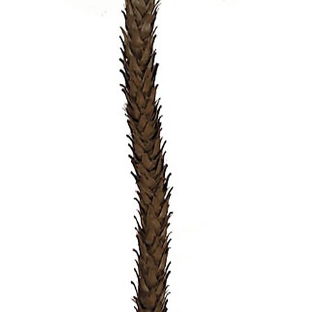 W-207   7 feet , 5 feet & ..5 feet Tall Trio Roebellinii Palm Set  with 3 Natural Preserved Aloe Trunks