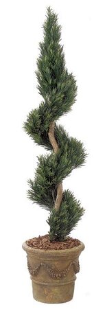 4 feet Podocarpus Spiral - Natural Trunk - Green - Weighted Base