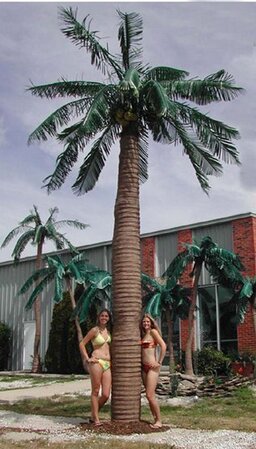 EF-2009 10 feet TO 20 feet Tall Outdoor Giant Royal Coconut  Palm Tree