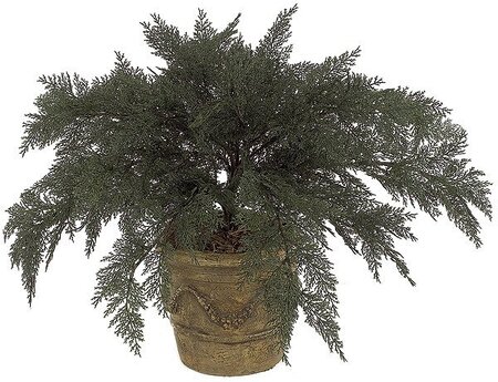 37 inches Outdoor Large Spreading Juniper - 48 inches Width - Green - Bare Stem
