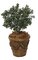 20 inches Outdoor Small Boxwood Bush - 12 inches Width - Green - Bare Stem