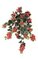 36 inches Outdoor  Bougainvillea Bush- 18 Flower Clusters - 19 inches Width - Wine Red