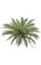 Fishtail Fern - 50 Fronds - 39 inches Width - Green - Bare Stem