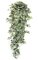 48 inches Frosted Sage Ivy Bush - 730 Leaves - Variegated Green/White