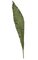 48 inches Anthurium Leaf - Real Touch - Green