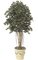 6.5 Foot Decor Faux  Ficus Tree with Air Roots - Natural Trunks - 2,880 Leaves - Weighted Base