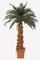 20 feet Preserved Canariensis Palm on natural trunk