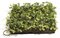 A-60030 11 inches Clover Mat Green/Yellow (Priced in a set of 3 mats)