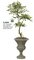 P-61555 39 inches MOUNTAIN ASH TOPIARY
