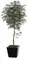 W-700117 feet Shirakashi Tree - Natural Trunk - 3,071 Green Leaves - 45 inches Width - Weighted Base