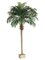 EF-508 8.5 feet Date Palm Tree in Rectangular Plastic Pot  (Price is for 2 whole Palm Tree feets)