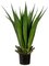 EF-621 33 inches Agave Plant w/15 Lvs. in Black Plastic Pot Two Tone Green INDOOR/OUTDOOR