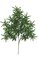 29 inches Podocarpus Branch - 438 Leaves - Green - FIRE RETARDANT