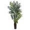 7.5' Bulb Areca Palm Tree
