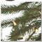 EFV-16936  6 feet Outdoor Royal Palm Artificial Tree featuring 674 PVC tips and 500 Warm White Dura-lit LED Italian Style lights.