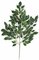 24 inches Nitida Ficus Branch - 126 Leaves - Green - FIRE RETARDANT-sold by dozen