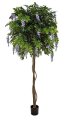 8 feet FLOWERING WISTERIA BALL TREE | PURPLE OR WHITE
