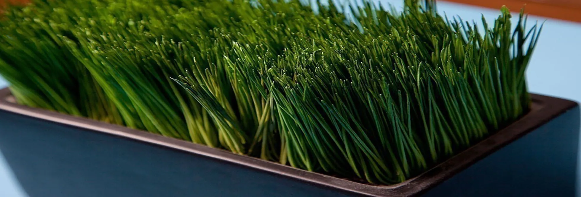 Grasses Banner