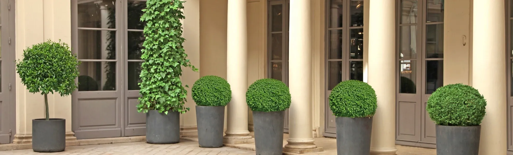 Discover Everlasting worry free outdoor plants, trees, palm trees, grass and more!