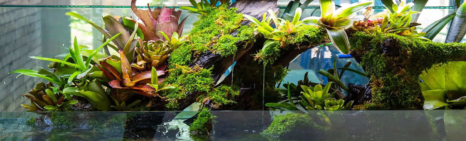 Bromeliad Garden Banner