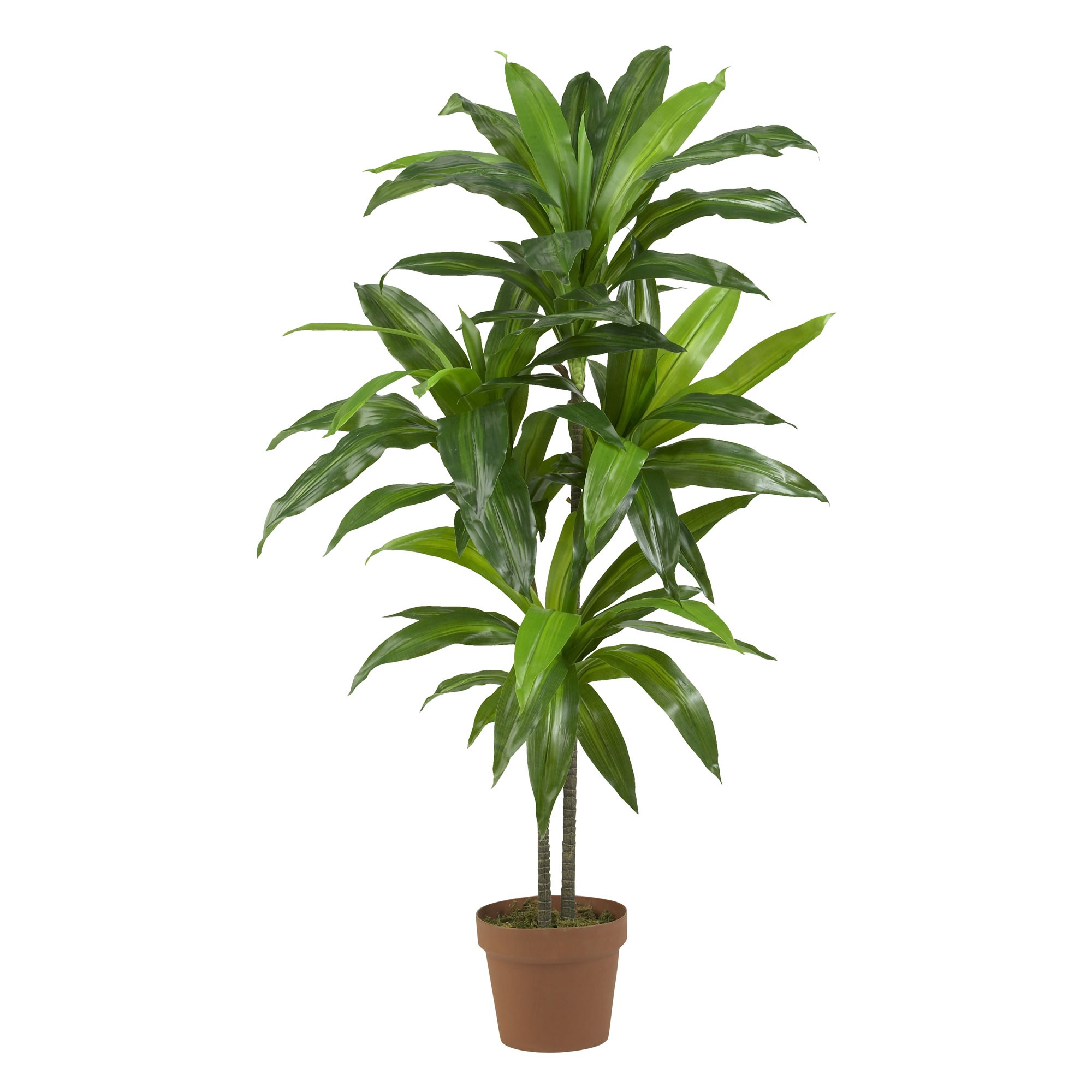 Earthflora > Multi Dracena > 48 inches Dracaena Silk Plant (Real Touch)