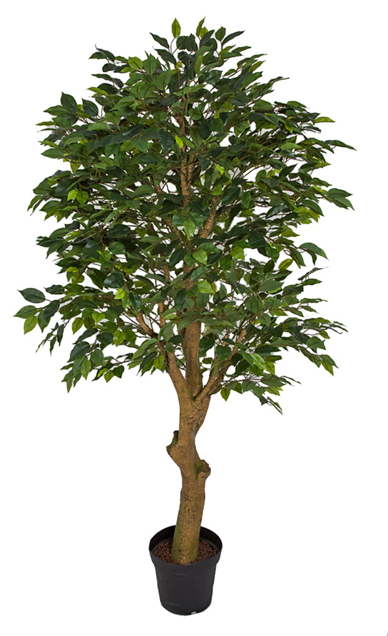 Earthflora > Faux Ficus Trees > 6 Foot Ficus Trees With Synthetic Trunk