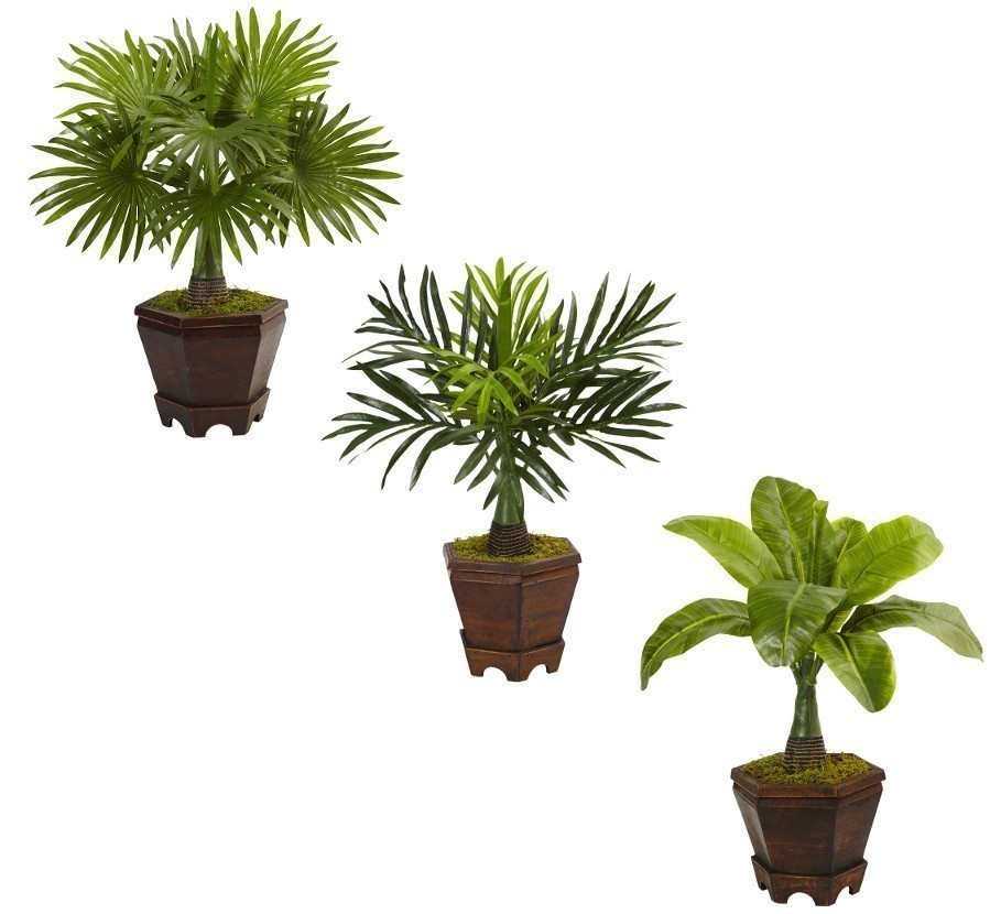 succulents on sale Potted Indoor Succulents for Sale| Indoor Succulents or Sale main image 0