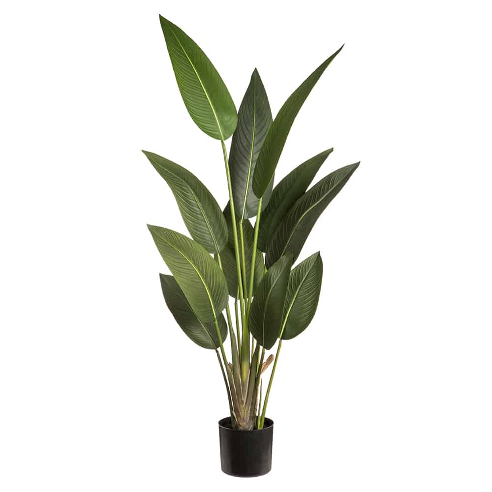 Earthflora > Bird of Paradise > 5 feet Tropical Bird of Paradise Plant in Pot Green