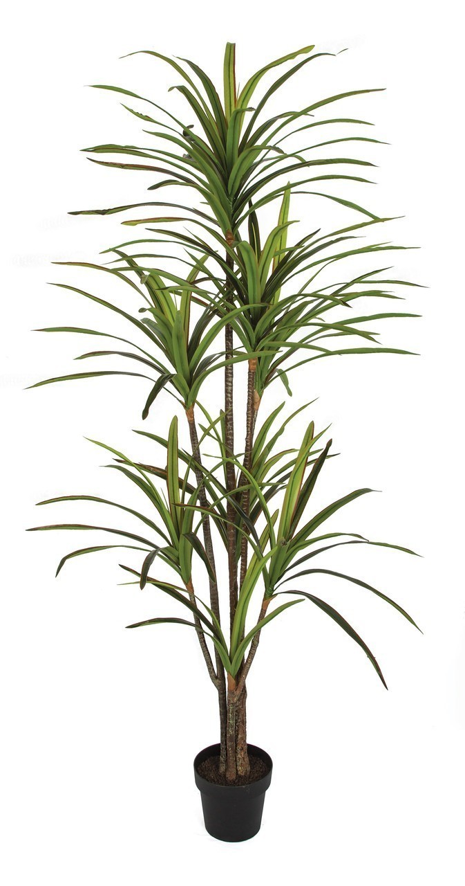 Earthflora > Faux Floor Plants > 6.5 FOOT DRACAENA TREE X 8