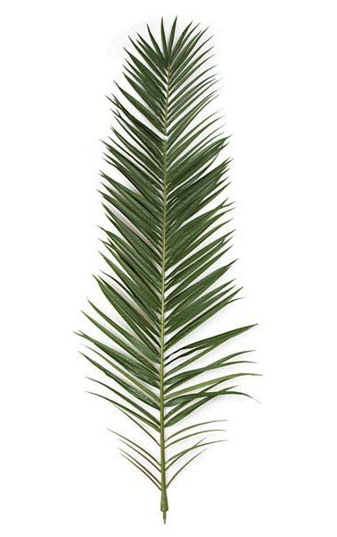 Palm front sales