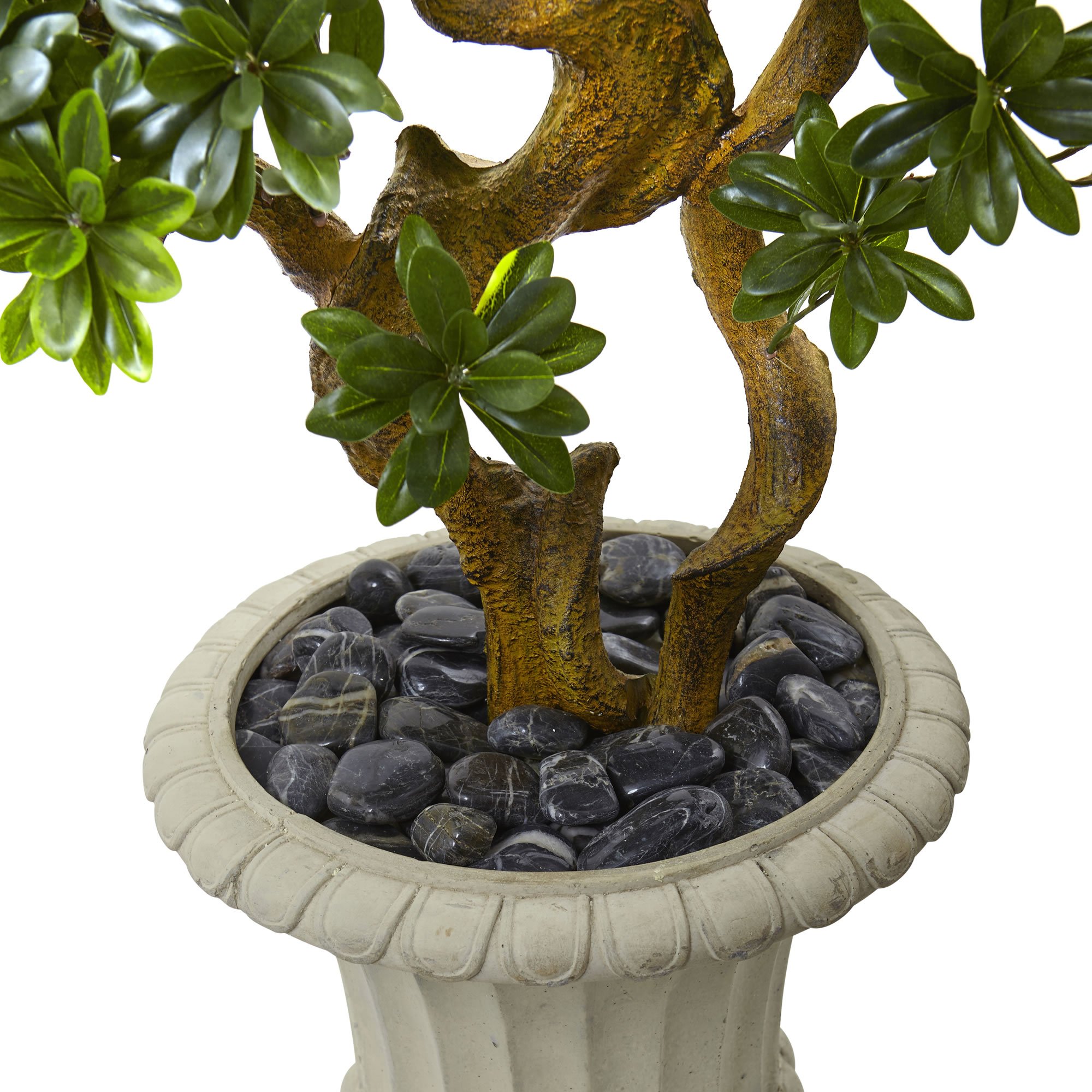Earthflora > Bonsai Tree > 6’ Pittosporum bonsai Artificial Tree with