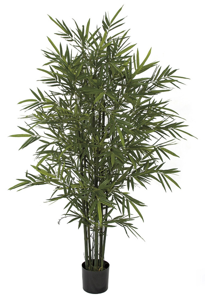 Earthflora > Bamboo Trees > Bamboo Palm Trees With Green
