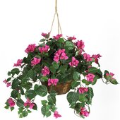 Hanging Flowering Plants