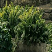Outdoor Faux Bushes and Ferns