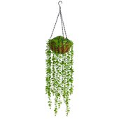 Hanging Silk Plants