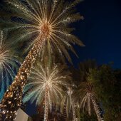 Pre-Lit Artificial Palm Trees