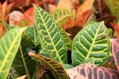 Artificial Crotons