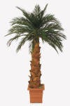 Preserved Canariensis Palm Trees