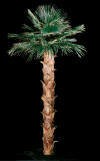 Preserved Washingtonia Palm Trees 