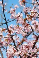 Faux Flowering Branches