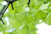Faux Ginko Branches