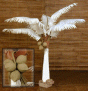 Coconut Palm