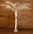 Feather Palm